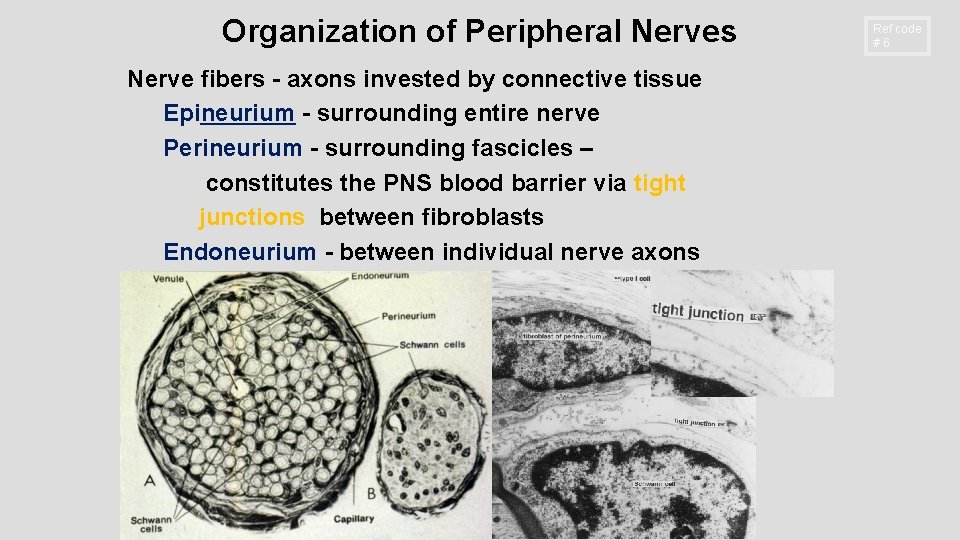 Organization of Peripheral Nerves Nerve fibers - axons invested by connective tissue Epineurium -