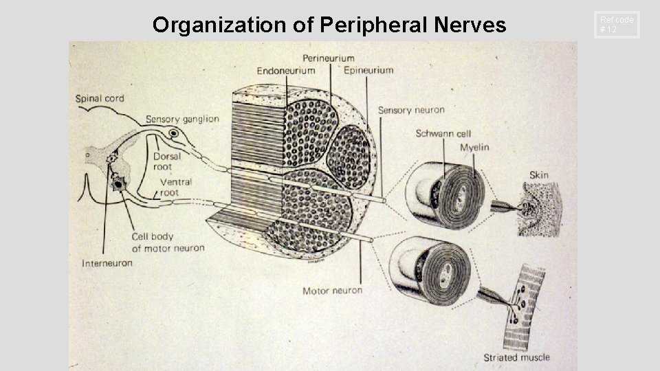 Organization of Peripheral Nerves Ref code # 12 