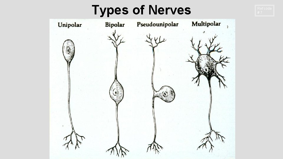 Types of Nerves Ref code #7 