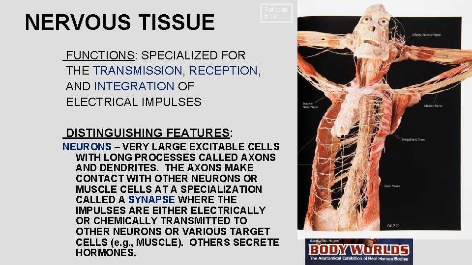 NERVOUS TISSUE Ref code # 18 FUNCTIONS: SPECIALIZED FOR THE TRANSMISSION, RECEPTION, AND INTEGRATION