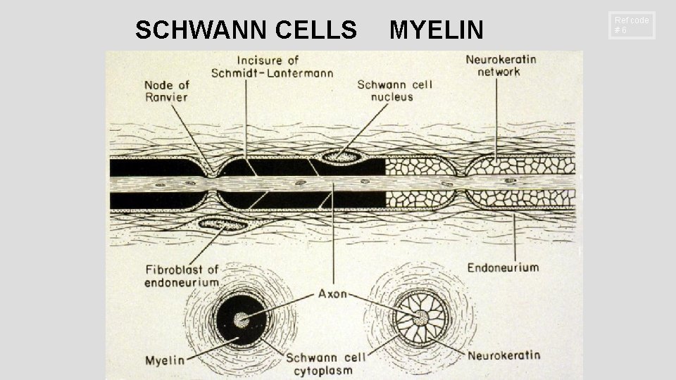 SCHWANN CELLS MYELIN Ref code #6 