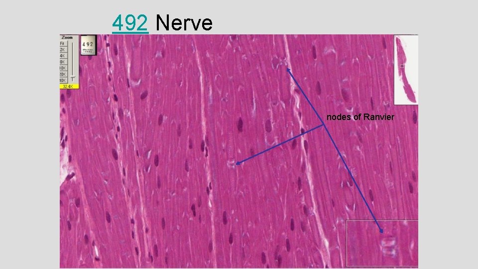492 Nerve nodes of Ranvier 