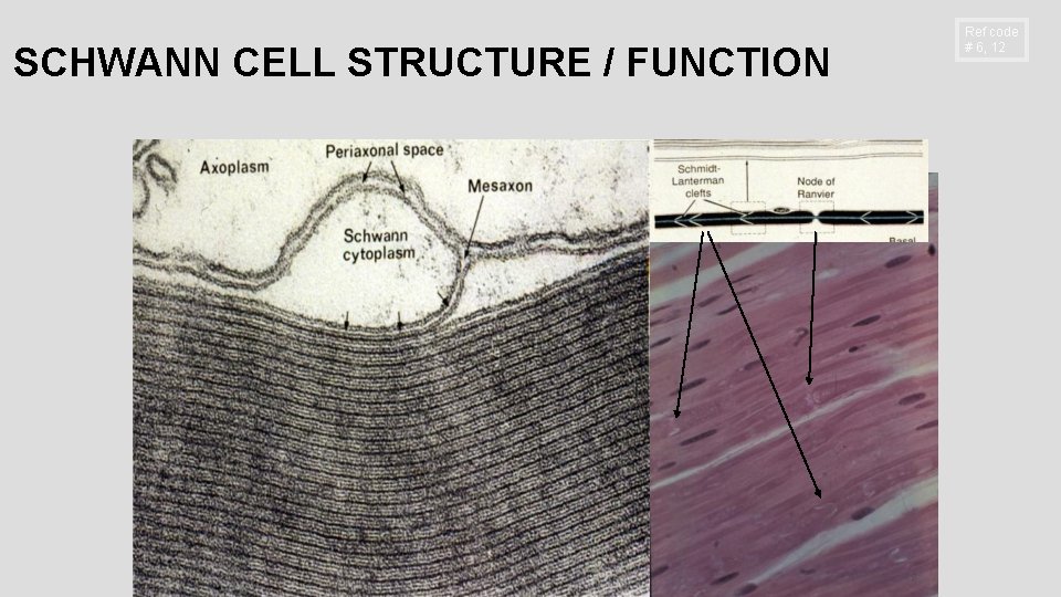 SCHWANN CELL STRUCTURE / FUNCTION Ref code # 6, 12 