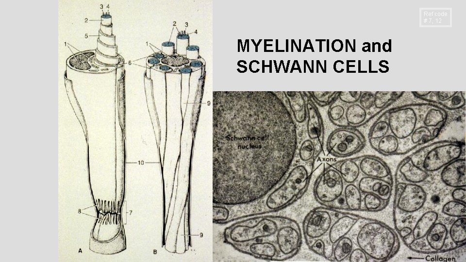 Ref code # 7, 12 MYELINATION and SCHWANN CELLS 