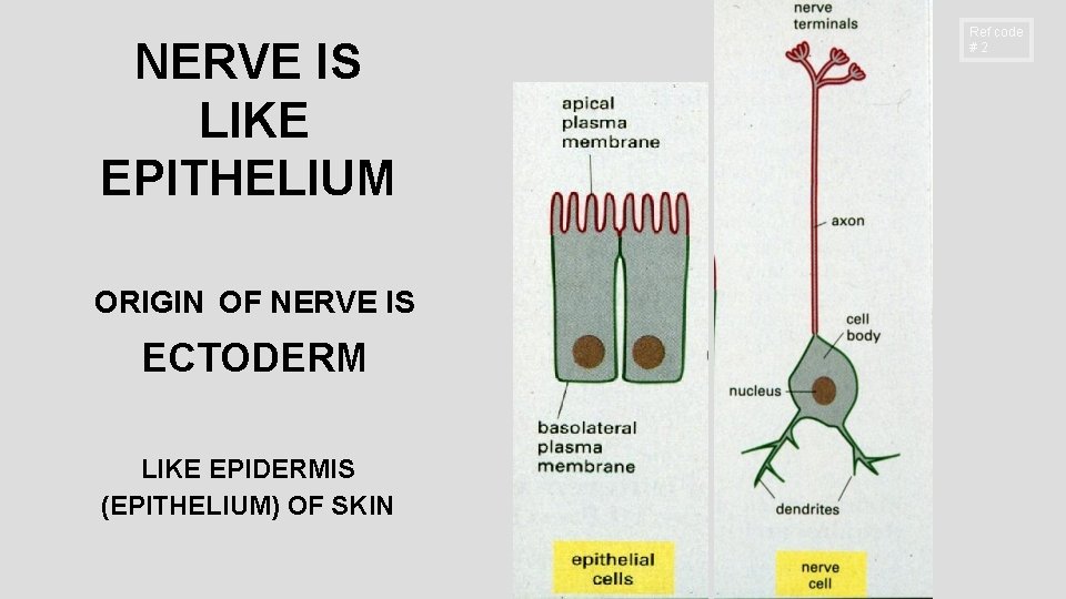NERVE IS LIKE EPITHELIUM ORIGIN OF NERVE IS ECTODERM LIKE EPIDERMIS (EPITHELIUM) OF SKIN