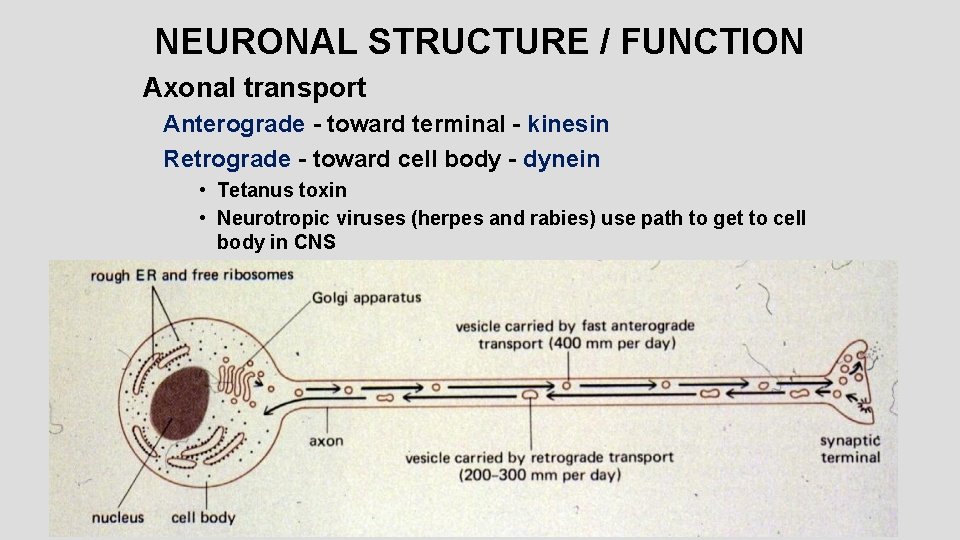 NEURONAL STRUCTURE / FUNCTION Axonal transport Anterograde - toward terminal - kinesin Retrograde -