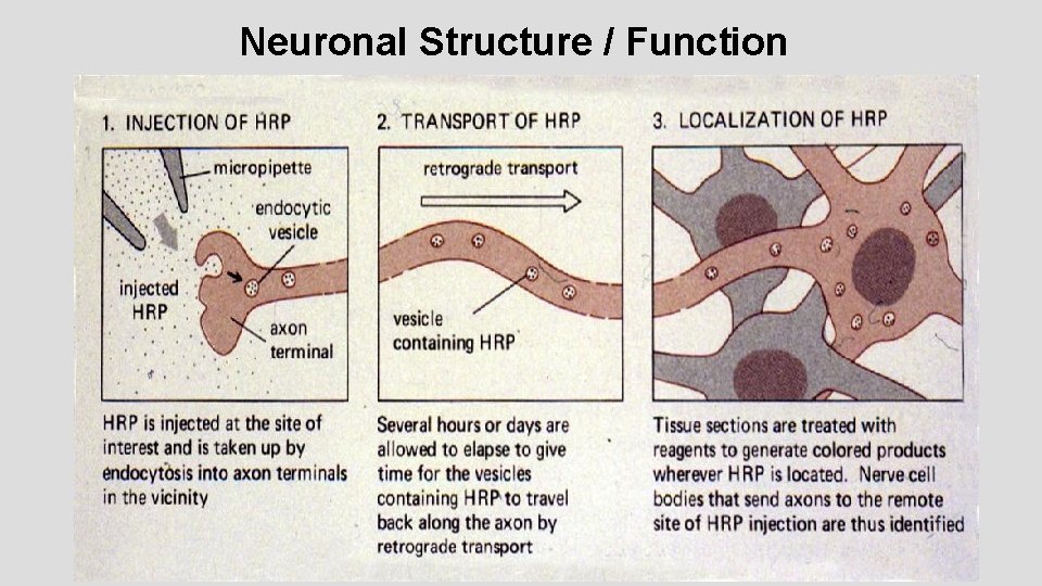Neuronal Structure / Function 