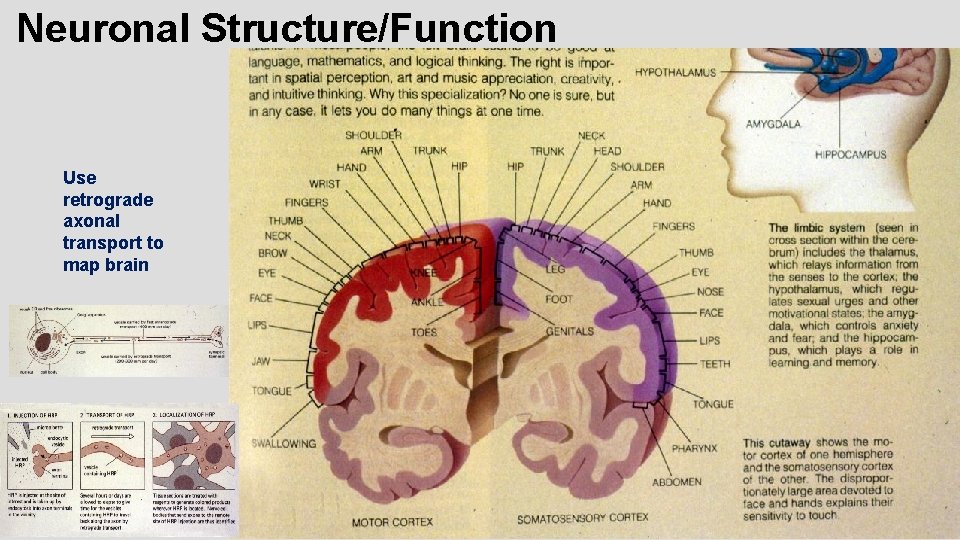 Neuronal Structure/Function Use retrograde axonal transport to map brain 