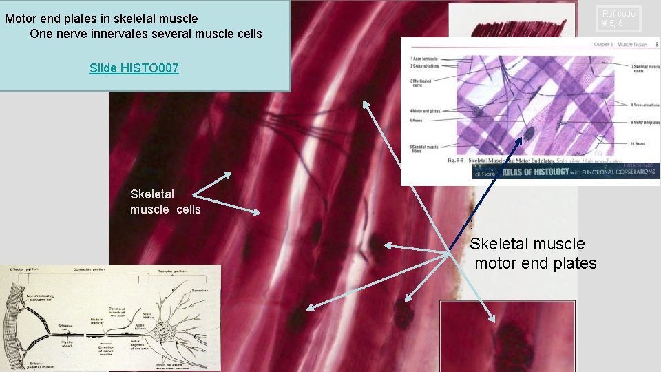Ref code # 5, 6 Motor end plates in skeletal muscle One nerve innervates