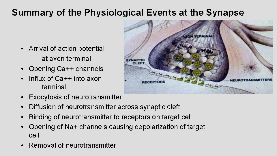 Summary of the Physiological Events at the Synapse • Arrival of action potential at