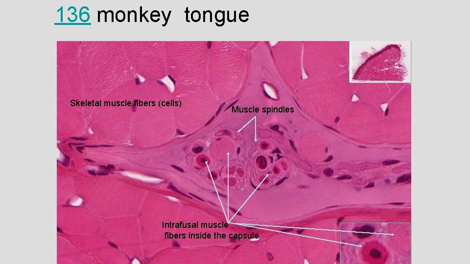 136 monkey tongue Skeletal muscle fibers (cells) Muscle spindles Intrafusal muscle fibers inside the