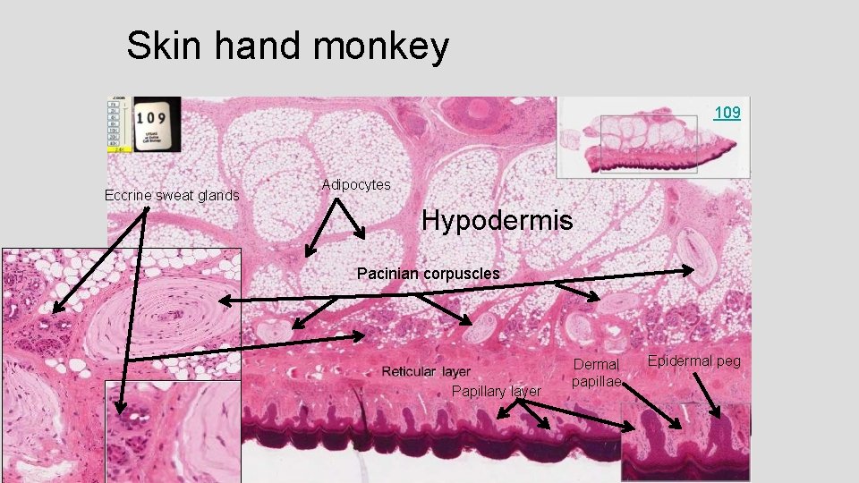 Skin hand monkey 109 Eccrine sweat glands Adipocytes Hypodermis Pacinian corpuscles Papillary layer Dermal