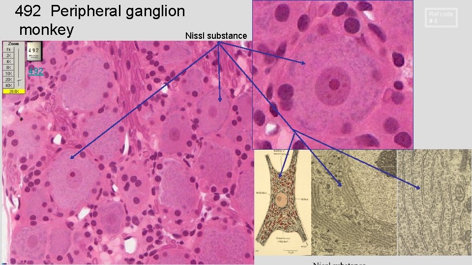492 Peripheral ganglion monkey Nissl substance 492 Ref code #6 