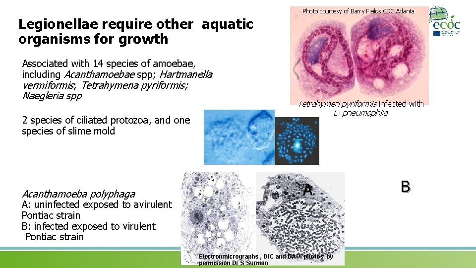 Photo courtesy of Barry Fields CDC Atlanta Legionellae require other aquatic organisms for growth