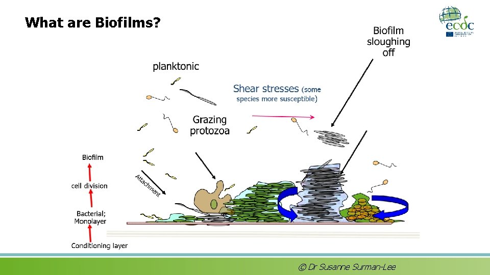 What are Biofilms? © Dr Susanne Surman-Lee 