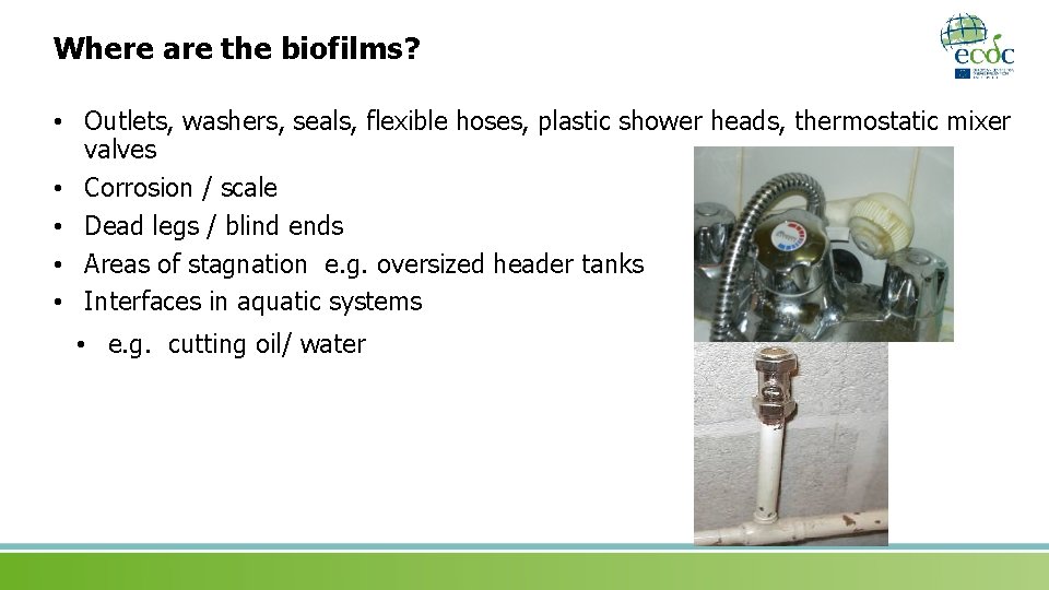 Where are the biofilms? • Outlets, washers, seals, flexible hoses, plastic shower heads, thermostatic