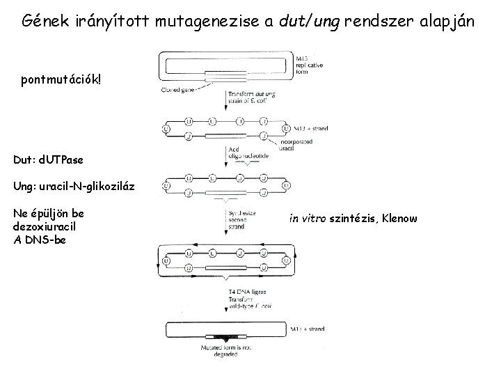 Gének irányított mutagenezise a dut/ung rendszer alapján pontmutációk! Dut: d. UTPase Ung: uracil-N-glikoziláz Ne