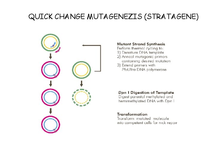 QUICK CHANGE MUTAGENEZIS (STRATAGENE) 