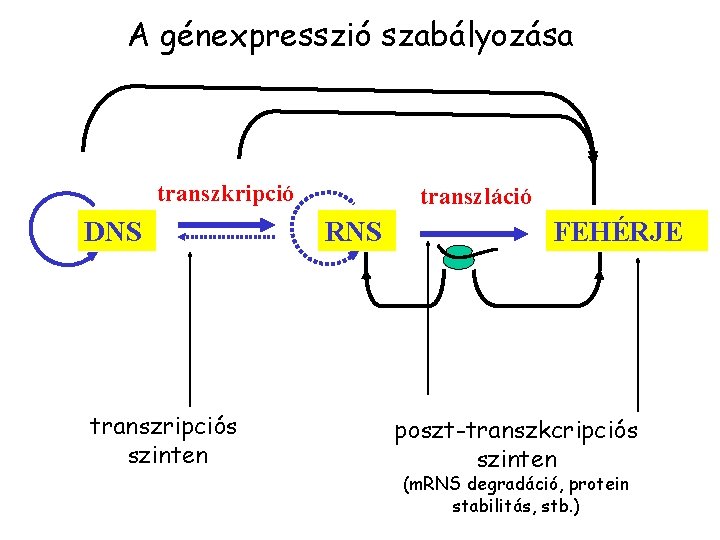 A génexpresszió szabályozása transzkripció DNS transzripciós szinten transzláció RNS FEHÉRJE poszt-transzkcripciós szinten (m. RNS