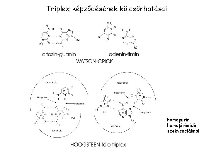 Triplex képződésének kölcsönhatásai homopurin homopirimidin szekvenciáknál 