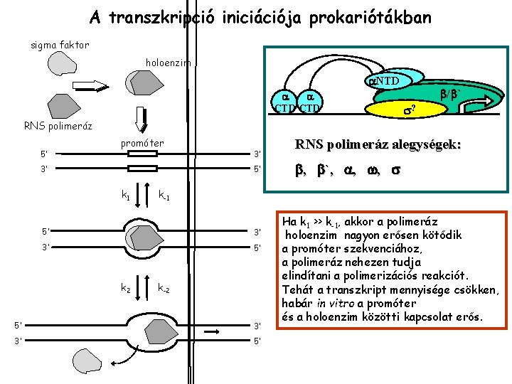 A transzkripció iniciációja prokariótákban sigma faktor holoenzim NTD CTD / ` ? RNS polimeráz