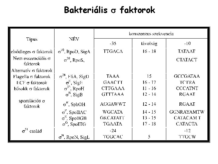 Bakteriális faktorok 