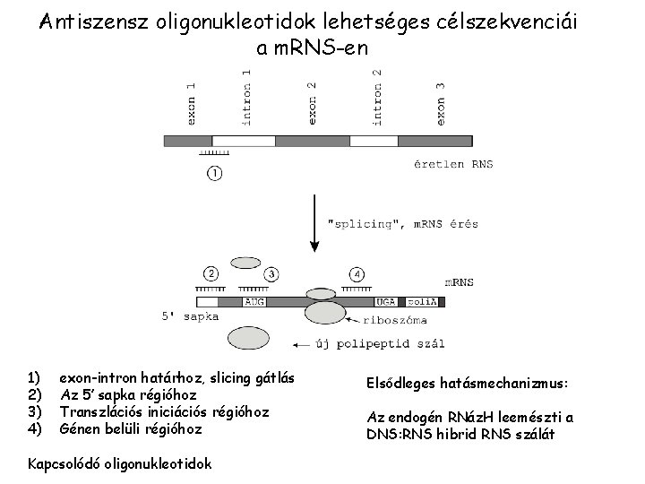 Antiszensz oligonukleotidok lehetséges célszekvenciái a m. RNS-en 1) 2) 3) 4) exon-intron határhoz, slicing