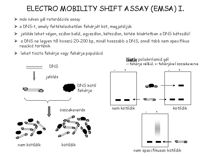 ELECTRO MOBILITY SHIFT ASSAY (EMSA) I. Ø más néven gél retardációs assay Ø a