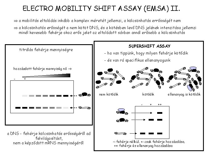 ELECTRO MOBILITY SHIFT ASSAY (EMSA) II. a mobilitás eltolódás inkább a komplex méretét jellemzi,