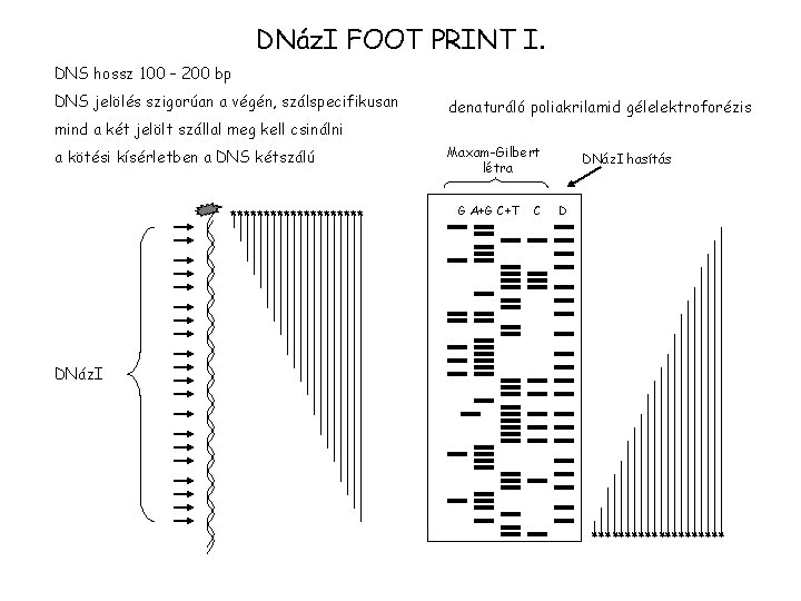 DNáz. I FOOT PRINT I. DNS hossz 100 – 200 bp DNS jelölés szigorúan