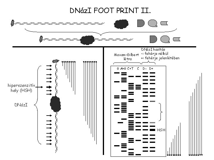 DNáz. I FOOT PRINT II. ******** DNáz. I hasítás Maxam-Gilbert -: fehérje nélkül +: