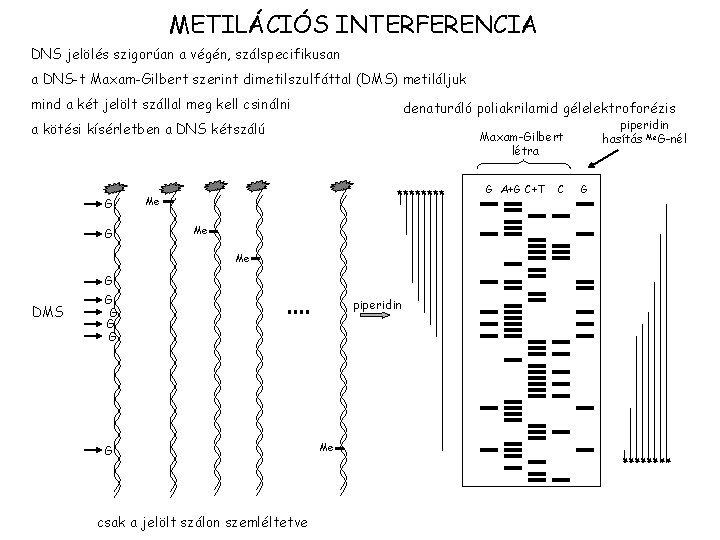 METILÁCIÓS INTERFERENCIA DNS jelölés szigorúan a végén, szálspecifikusan a DNS-t Maxam-Gilbert szerint dimetilszulfáttal (DMS)