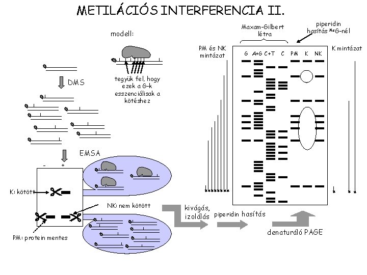METILÁCIÓS INTERFERENCIA II. modell: PM és NK mintázat DMS piperidin hasítás Me. G-nél Maxam-Gilbert
