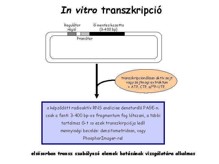 In vitro transzkripció Regulátor régió G mentes kazetta (3 -400 bp) Promóter transzkripcionálisan aktív