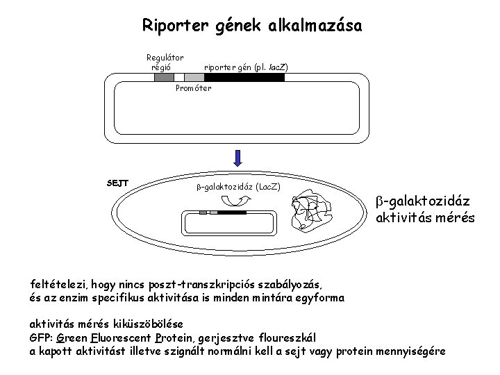 Riporter gének alkalmazása Regulátor régió riporter gén (pl. lac. Z) Promóter SEJT -galaktozidáz (Lac.