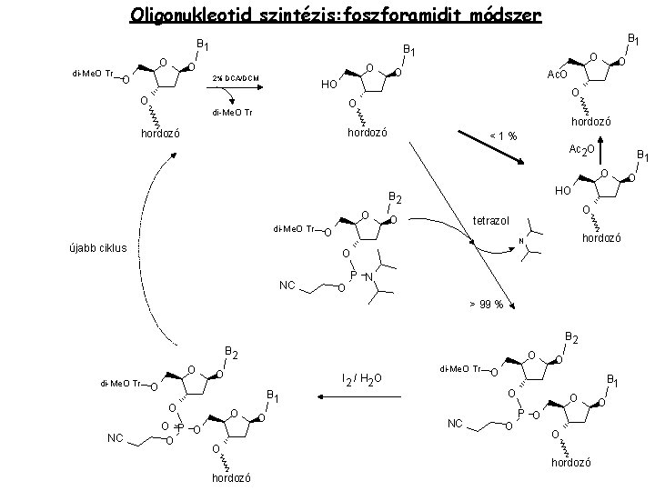 Oligonukleotid szintézis: foszforamidit módszer B 1 di-Me. O Tr O O O B 1