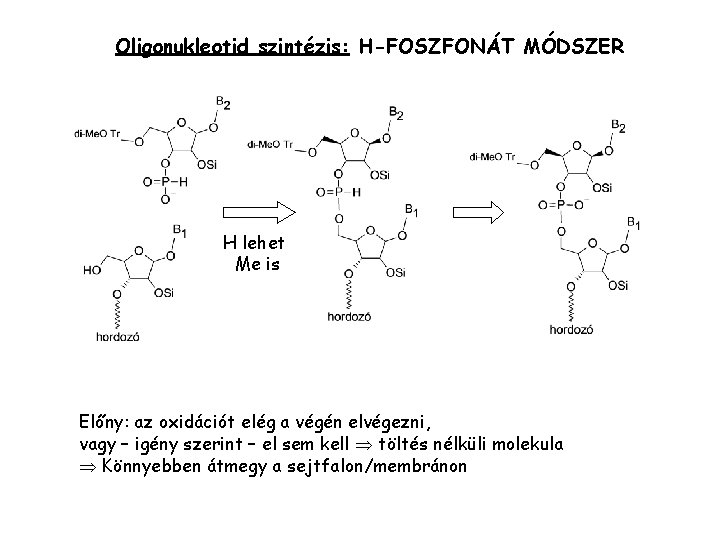 Oligonukleotid szintézis: H-FOSZFONÁT MÓDSZER H lehet Me is Előny: az oxidációt elég a végén