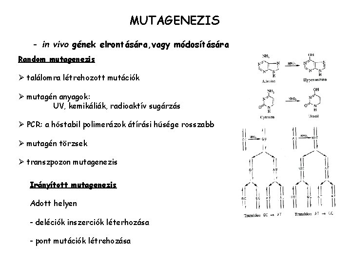 MUTAGENEZIS - in vivo gének elrontására, vagy módosítására Random mutagenezis Ø találomra létrehozott mutációk