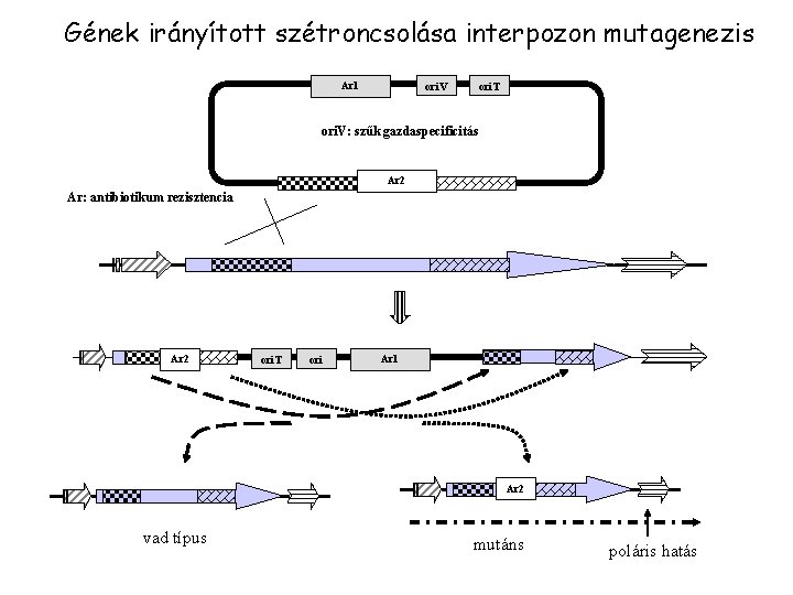 Gének irányított szétroncsolása interpozon mutagenezis Ar 1 ori. V ori. T ori. V: szűk