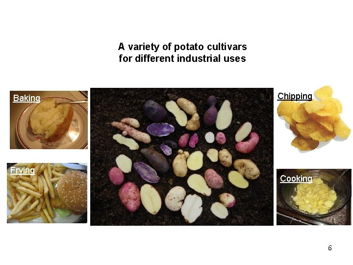 History and Role of Plant Breeding in Society A variety of potato cultivars for