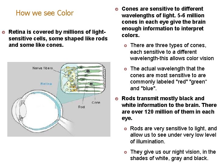 How we see Color ¿ ¿ Retina is covered by millions of lightsensitive cells,