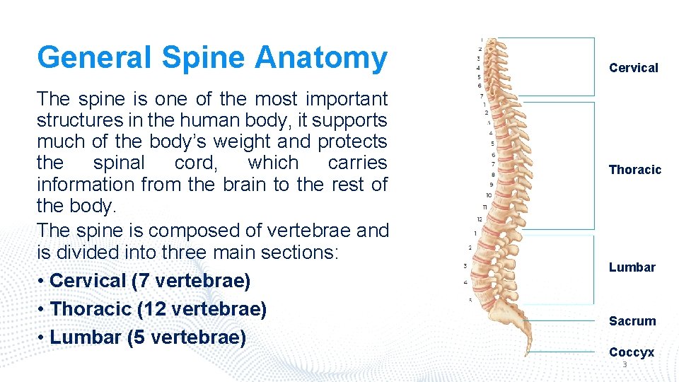 General Spine Anatomy The spine is one of the most important structures in the