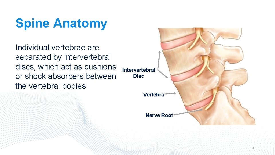 Spine Anatomy Individual vertebrae are separated by intervertebral discs, which act as cushions or