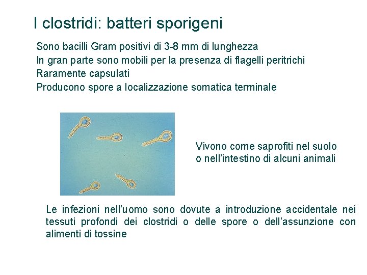 I clostridi: batteri sporigeni Sono bacilli Gram positivi di 3 -8 mm di lunghezza