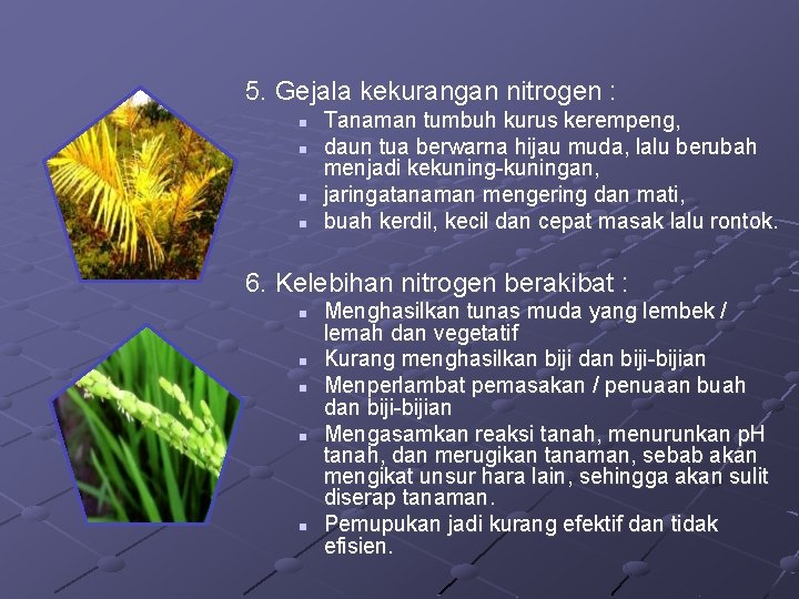 5. Gejala kekurangan nitrogen : n n Tanaman tumbuh kurus kerempeng, daun tua berwarna