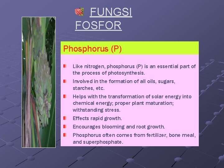 FUNGSI FOSFOR Phosphorus (P) Like nitrogen, phosphorus (P) is an essential part of the