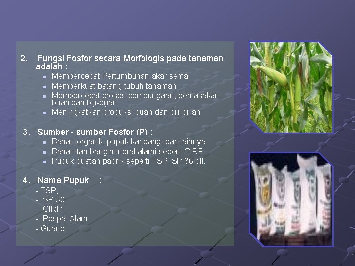 2. Fungsi Fosfor secara Morfologis pada tanaman adalah : n n Mempercepat Pertumbuhan akar