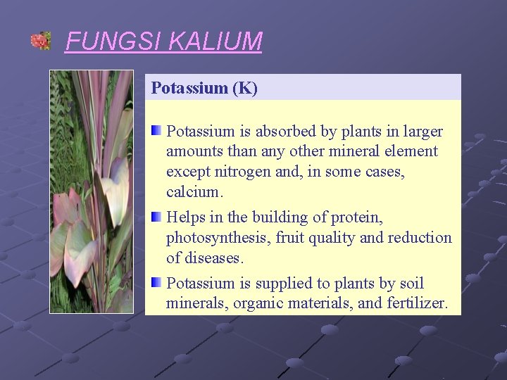 FUNGSI KALIUM Potassium (K) Potassium is absorbed by plants in larger amounts than any