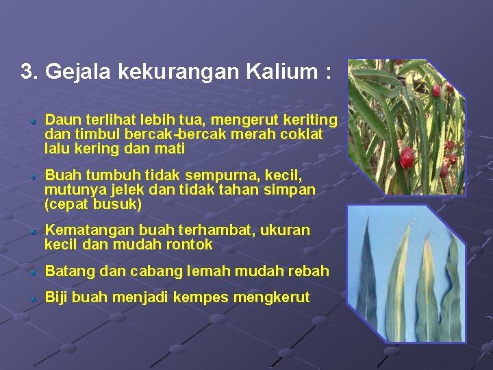 3. Gejala kekurangan Kalium : Daun terlihat lebih tua, mengerut keriting dan timbul bercak-bercak