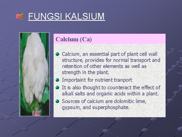 FUNGSI KALSIUM Calcium (Ca) Calcium, an essential part of plant cell wall structure, provides